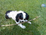 Cooky - Cavalier King Charles Spaniel Mâle