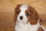 Hamadeus - Cavalier King Charles Spaniel Mâle (2 mois)