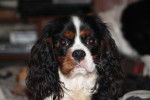 Hylander - Cavalier King Charles Spaniel Mâle (10 mois)