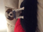 Jorgie - Cavalier King Charles Spaniel M&acirc;le (2 mois)