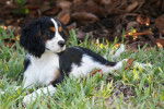 Photo Cavalier King Charles Spaniel
