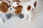 Photo Cavalier King Charles Spaniel