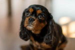 Photo Cavalier King Charles Spaniel