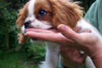King - Cavalier King Charles Spaniel Mâle (4 mois)