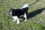 Peyton - Cavalier King Charles Spaniel (2 ans et 3 mois)