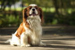 Photo Cavalier King Charles Spaniel