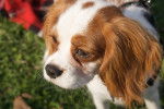 Photo Cavalier King Charles Spaniel