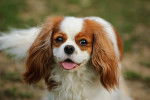 Un Cavalier King Charles Spaniel regardant vers la caméra