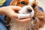 Un Cavalier King Charles Spaniel se faisant brosser les dents 