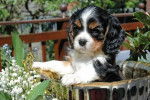 Caline dans un pot de fleur - Cavalier King Charles Spaniel