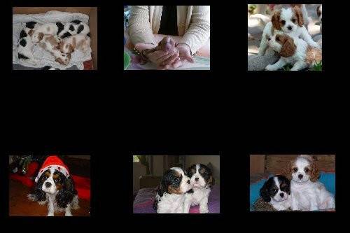 diana - Cavalier King Charles Spaniel (3 ans)