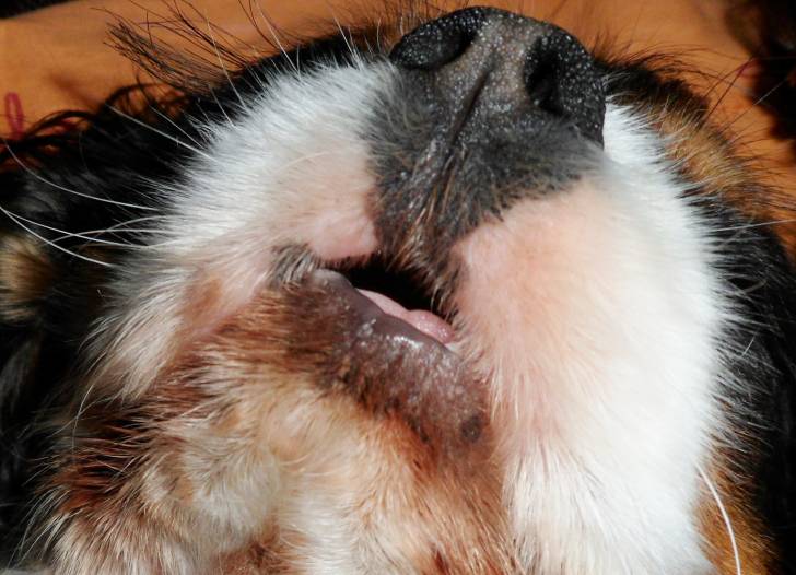 Eclipse - Cavalier King Charles Spaniel (2 ans)