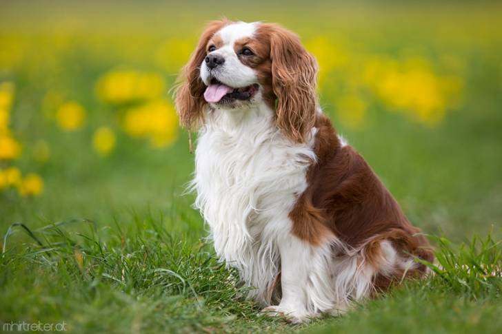 Jackie - Cavalier King Charles Spaniel (2 ans)