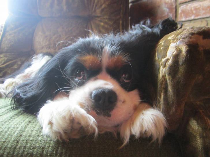 Pipi - Cavalier King Charles Spaniel (3 ans)