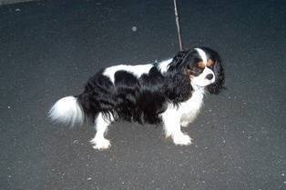 Armani du Plan de la Baume - Cavalier King Charles Spaniel Mâle (4 ans)