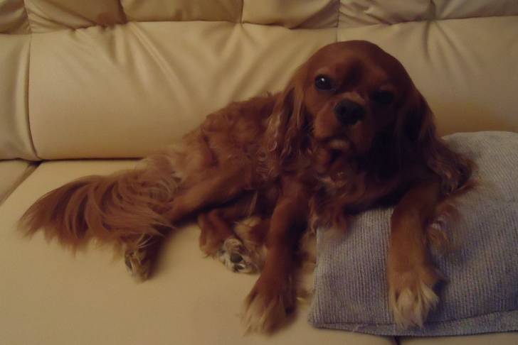 Elvis - Cavalier King Charles Spaniel Mâle (4 ans)