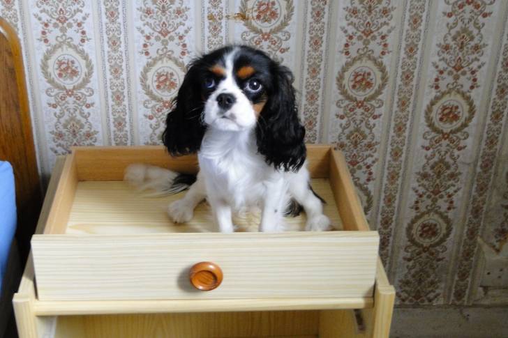 Helsie - Cavalier King Charles Spaniel (7 mois)