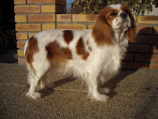 Coco - Cavalier King Charles Spaniel (2 ans)