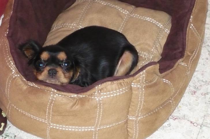 chipie - Cavalier King Charles Spaniel (15 ans)