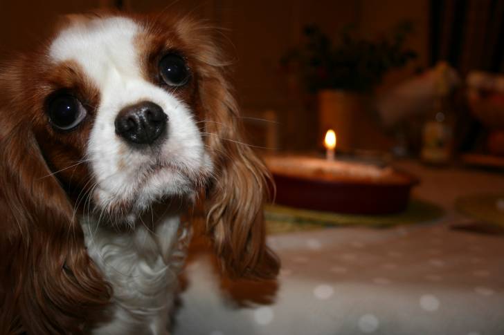 E'Lola - Cavalier King Charles Spaniel (3 ans)