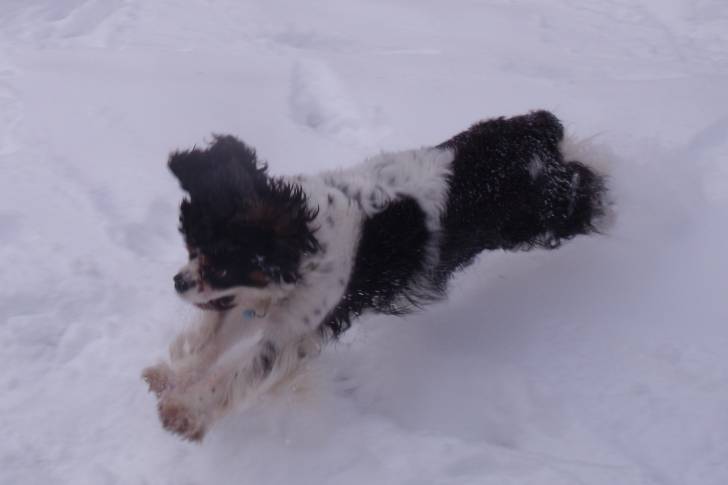 Cooky - Cavalier King Charles Spaniel Mâle (5 ans)