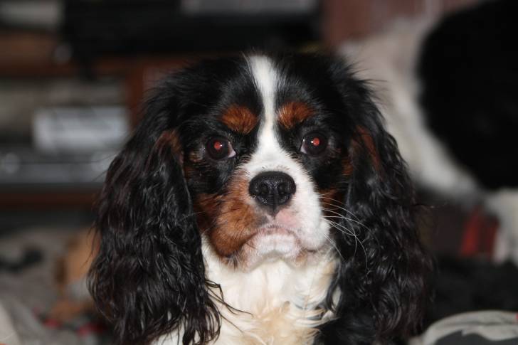 Hylander - Cavalier King Charles Spaniel Mâle (10 mois)