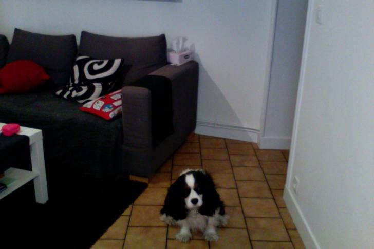 Éros - Cavalier King Charles Spaniel Mâle (3 ans)