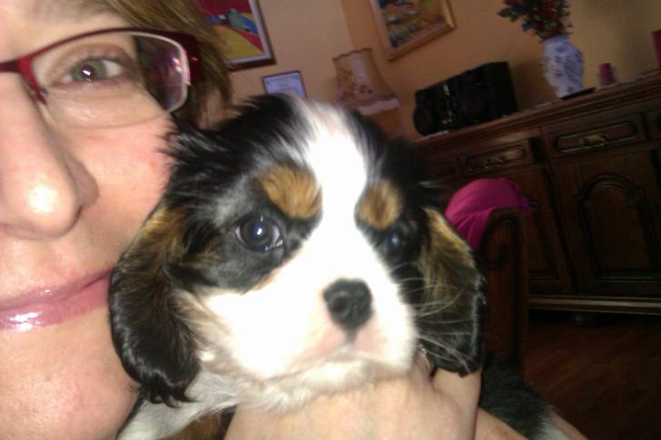 Inzo - Cavalier King Charles Spaniel Mâle (3 mois)
