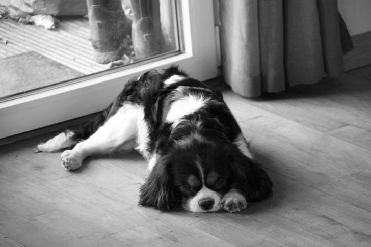 Fuel - Cavalier King Charles Spaniel Mâle (3 ans)