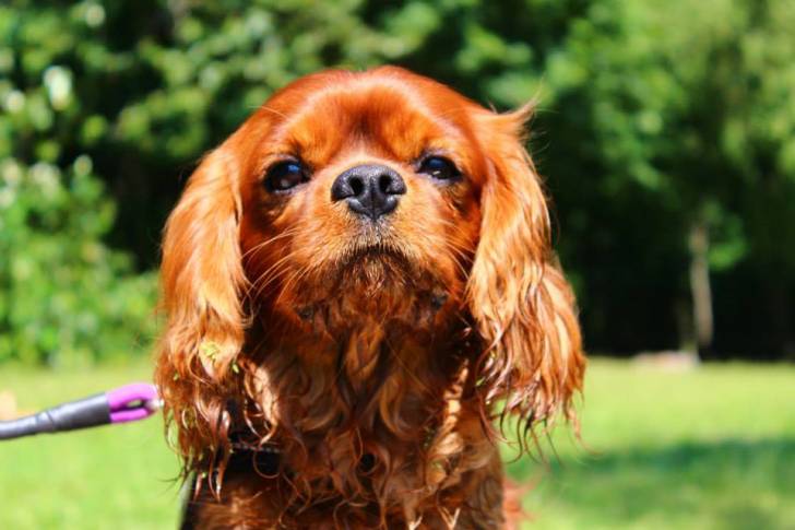 Guess - Cavalier King Charles Spaniel Mâle (4 ans)