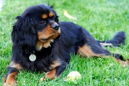 Molly - Cavalier King Charles Spaniel (8 ans)