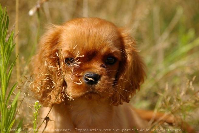 ivana - Cavalier King Charles Spaniel (2 ans)