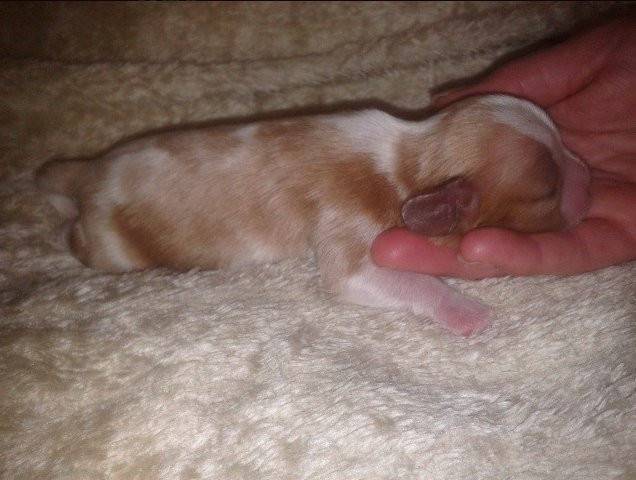 Lillys Wurf - Cavalier King Charles Spaniel