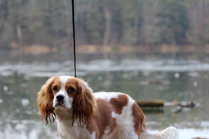 Penny - Cavalier King Charles Spaniel (1 an)