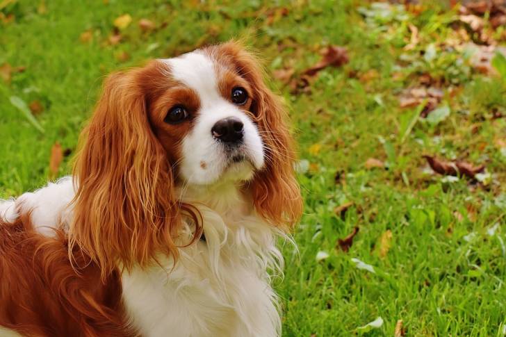 Cavalier King Charles - Cavalier King Charles Spaniel