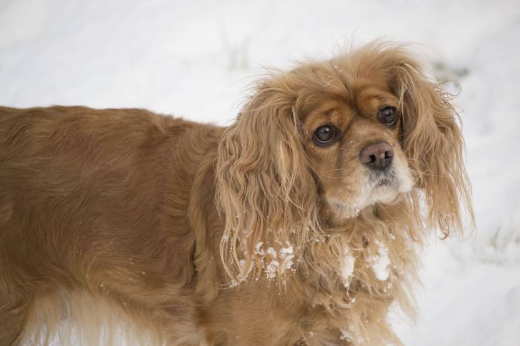 Yataa - Cavalier King Charles Spaniel (4 ans)