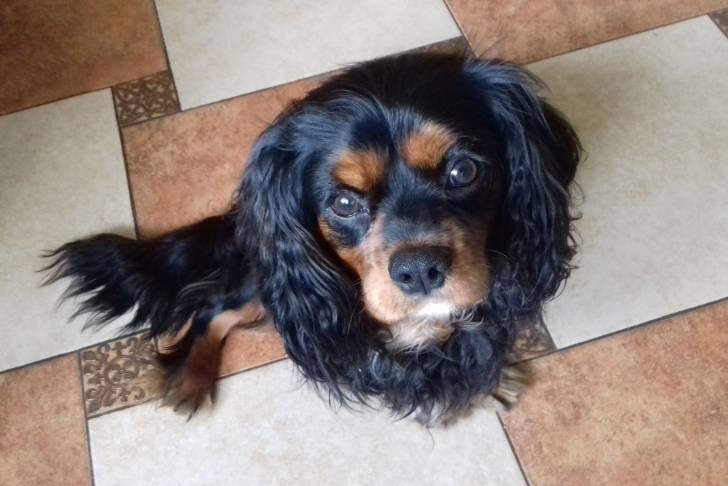 Cody - Cavalier King Charles Spaniel Mâle (1 an)