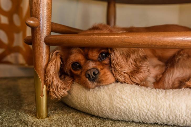 Photo Cavalier King Charles Spaniel