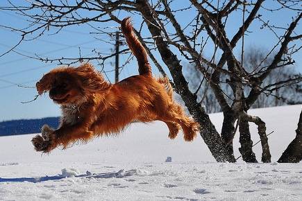 Photo Cavalier King Charles Spaniel