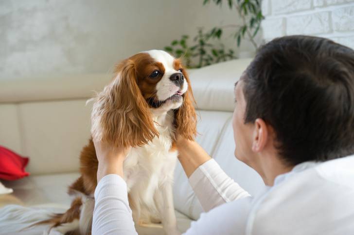 Photo Cavalier King Charles Spaniel