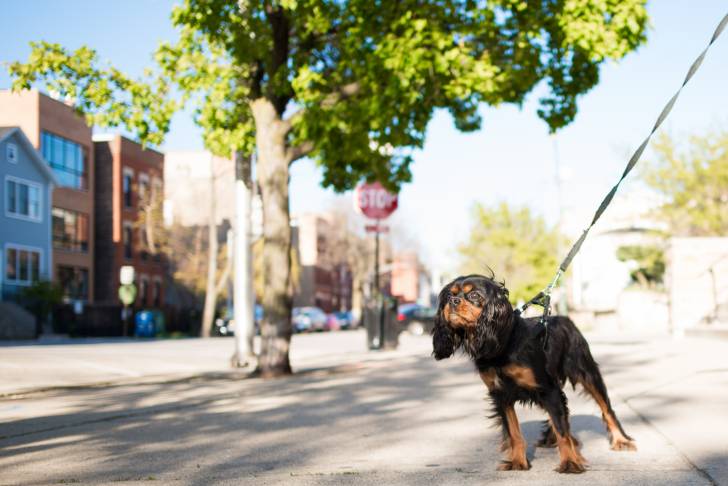 Photo Cavalier King Charles Spaniel