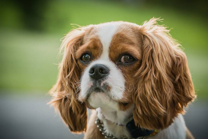 Photo Cavalier King Charles Spaniel