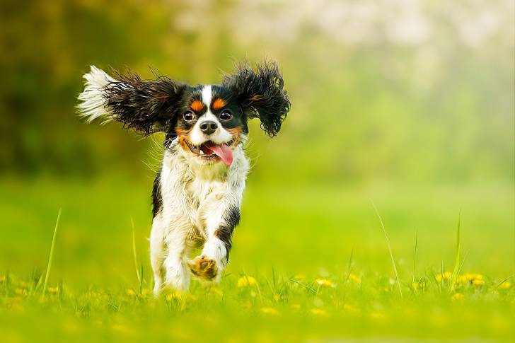 Photo Cavalier King Charles Spaniel