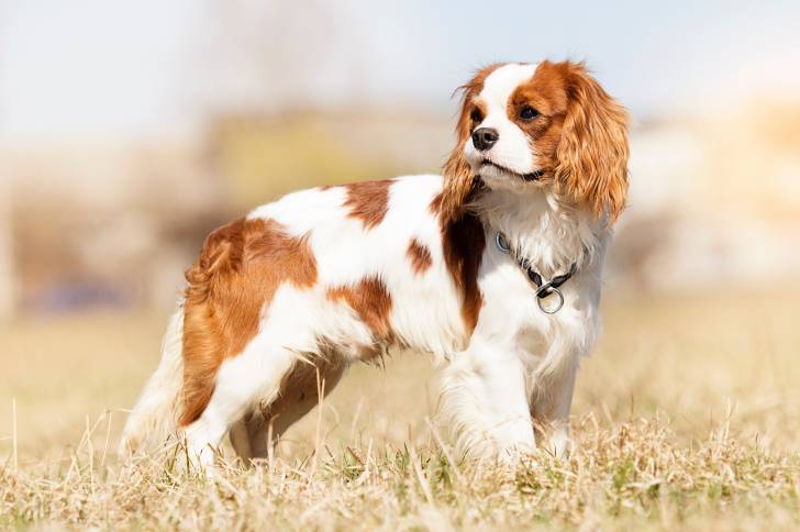 Photo Cavalier King Charles Spaniel