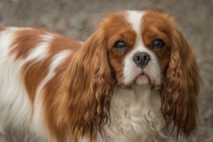 Photo Cavalier King Charles Spaniel