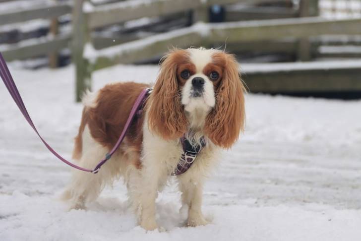 Un Cavalier King Charles Spaniel sur une surface enneigée et qui est tenu en laisse 