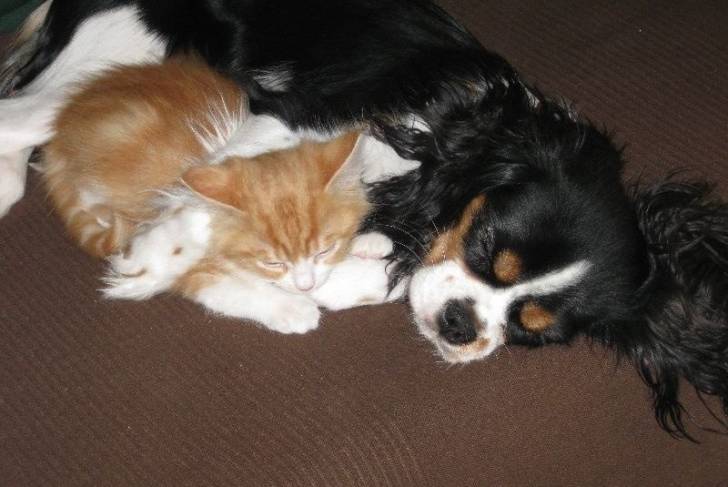 Un Cavalier King Charles Spaniel allongé à côté d'un chat et semblant dormir 