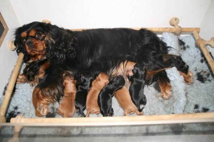 portée de chiots - Cavalier King Charles Spaniel