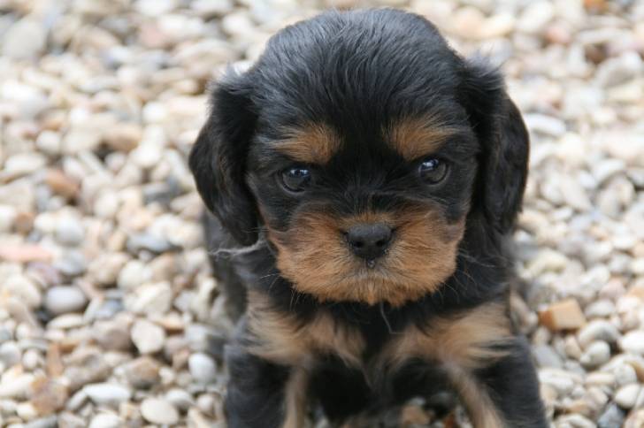 gold - Cavalier King Charles Spaniel Mâle (3 mois)