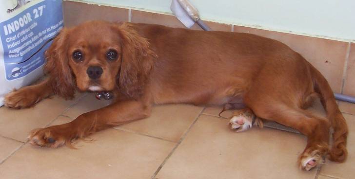 Elvis - Cavalier King Charles Spaniel Mâle (4 ans)